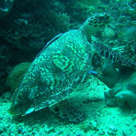 Camiguin Volcan Beach Eco Retreat & Dive Resort Mambajao Dış mekan fotoğraf