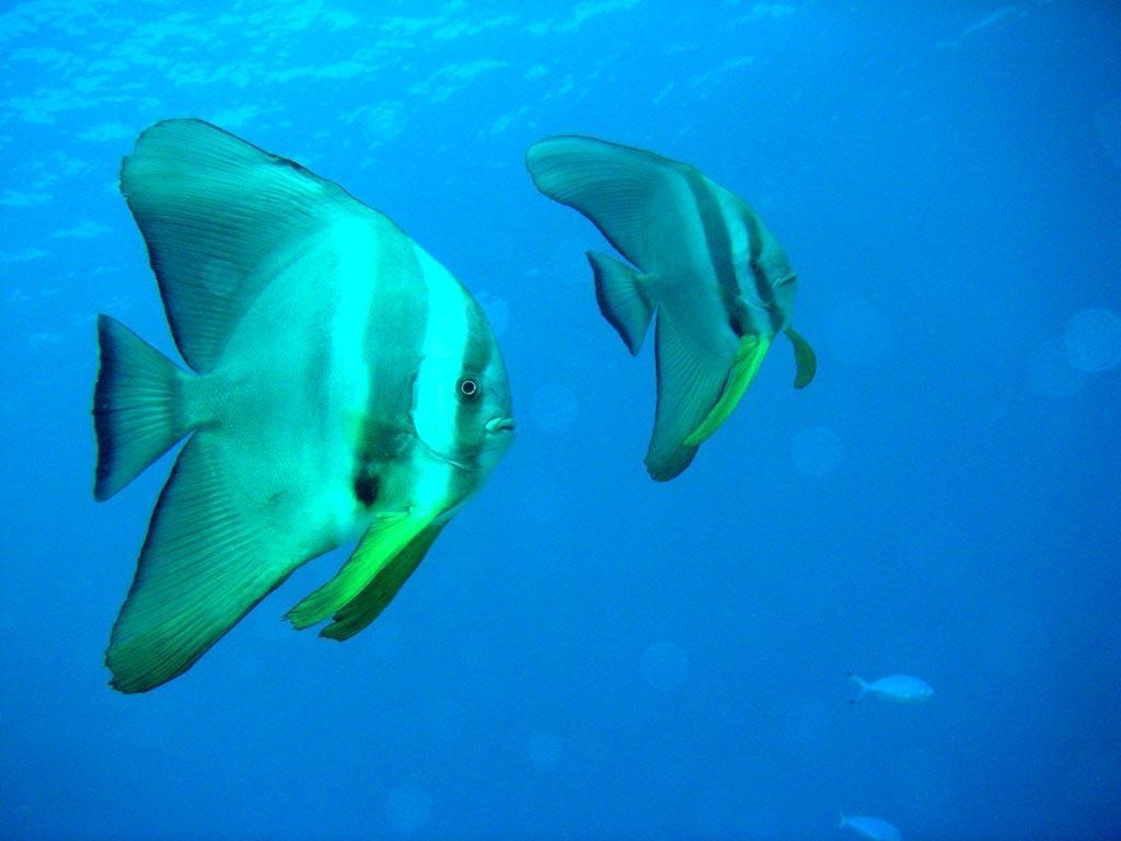 Camiguin Volcan Beach Eco Retreat & Dive Resort Mambajao Dış mekan fotoğraf
