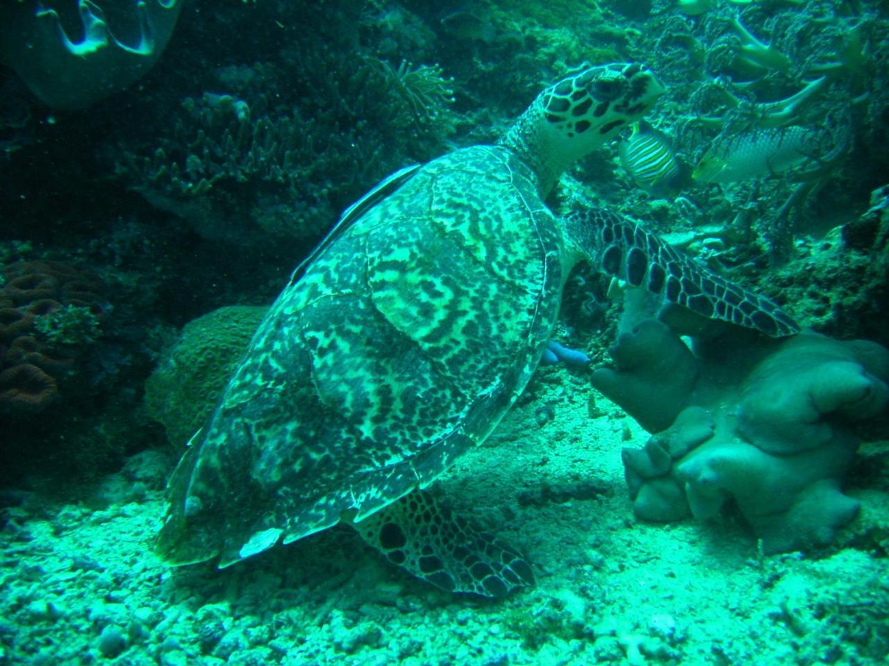 Camiguin Volcan Beach Eco Retreat & Dive Resort Mambajao Dış mekan fotoğraf